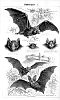 bats02.jpg